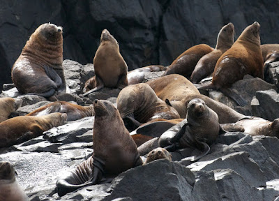 Australian Fur Seal (Arctocephalus pusillus) 