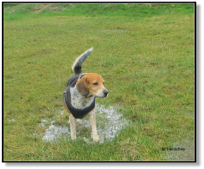 Hund in der Pfütze