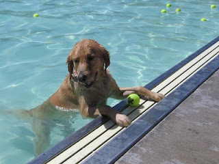 Scout resting poolside at the 2010 Dog Days event in Grand Junction