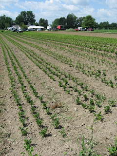 newly weeded rows