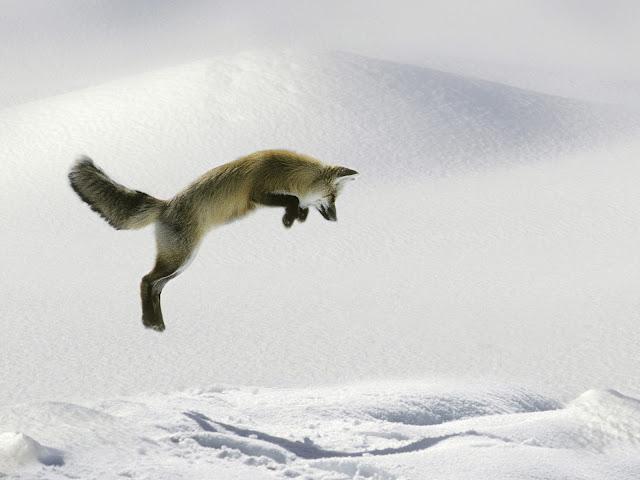 Snow Fox jumping