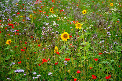 Jardines en flor - Flowers in the garden