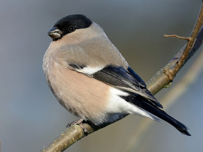 Camachuelo común (Pyrrhula pyrrhula)