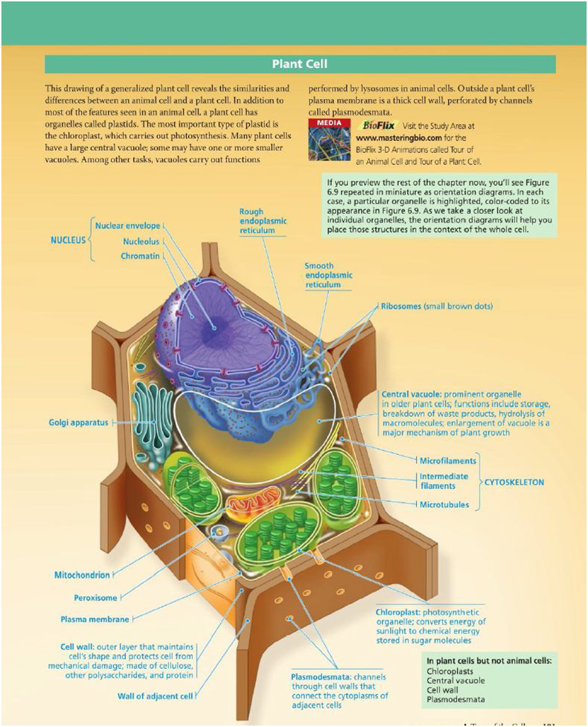 Contoh Jurnal Ilmiah Bioteknologi - Contoh L