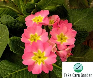 Primula x polyantha: The Polyanthus Primrose