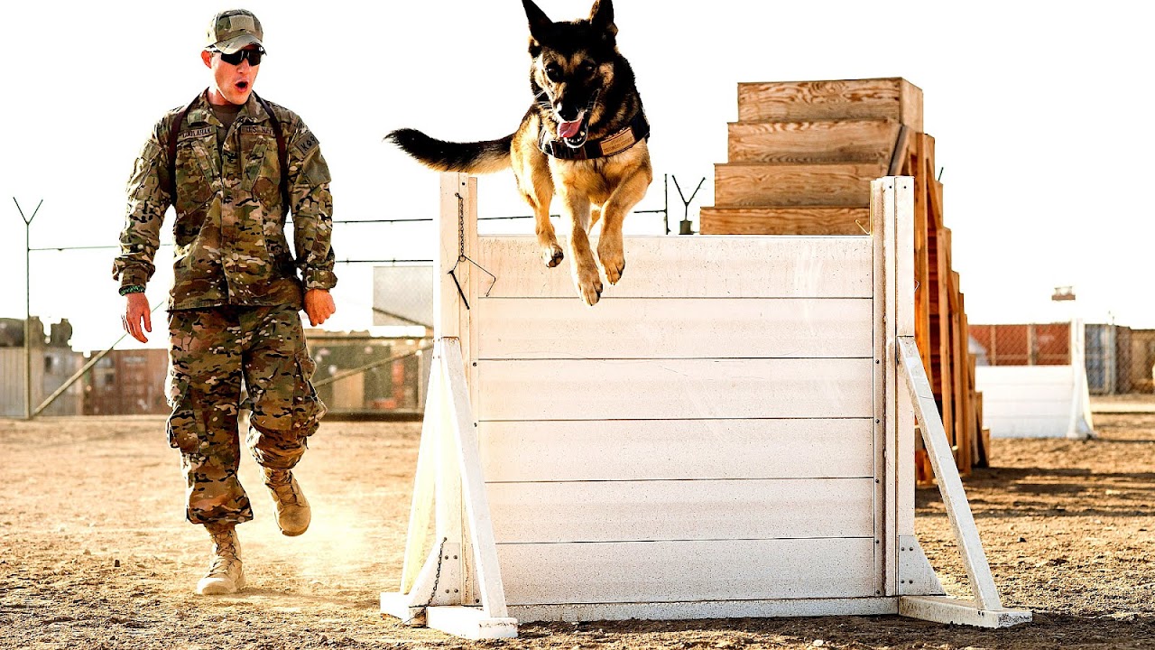 Military Working Dog Training