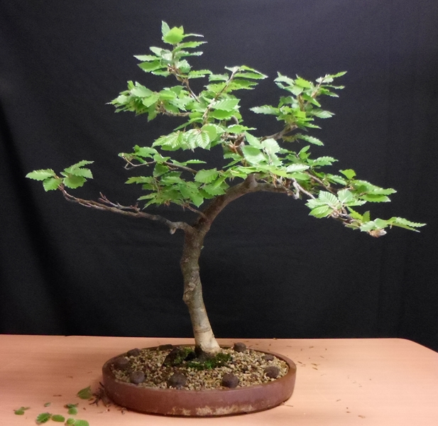 bonsai haya