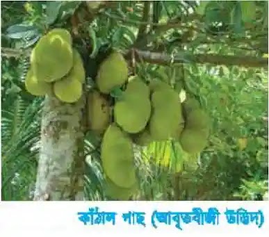 প্লানটি রাজ্যের বৈশিষ্ট্য