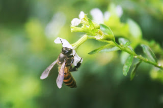  PHOTOGRAPHY teknik makro