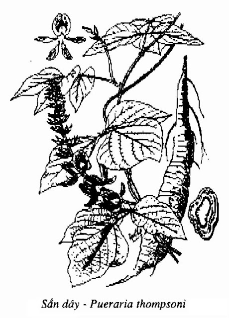 Hình vẽ Sắn Dây - Pueraria thomsoni - Nguyên liệu làm thuốc Chữa Cảm Sốt