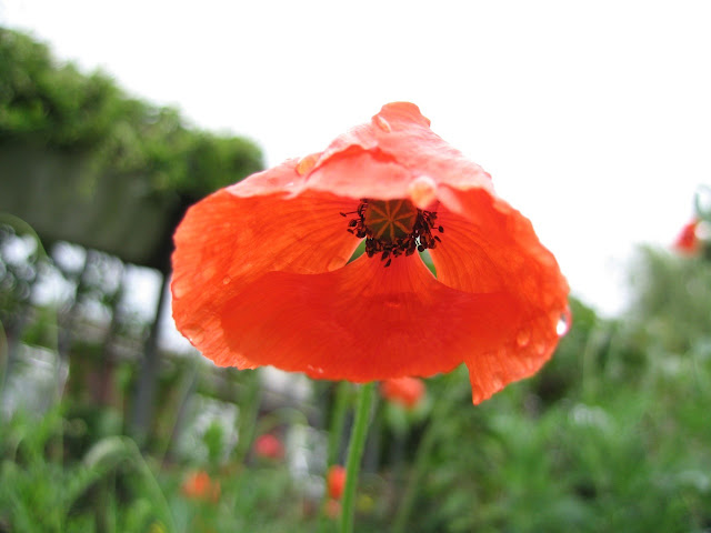 hoa poppy, hoa biểu trưng,  poppy hoa bieu,  hoa bieu trung,  hoc hoa bieu