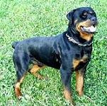 MASCOTAS-  perros rottweiler