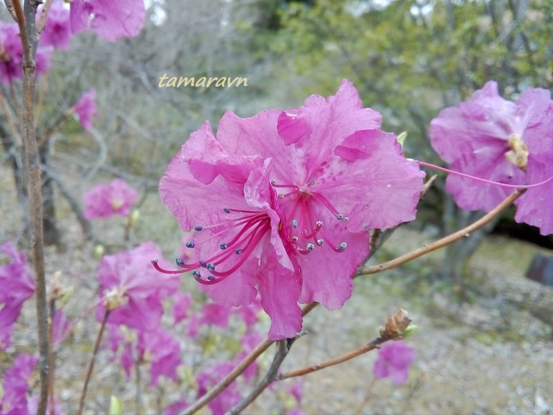 Рододендрон остроконечный (Rhododendron mucronulatum)