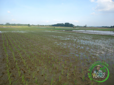 FOTO 5 : Tanaman Padi NAZWA Umur 0 HST di Sawah Rawa Cibandung