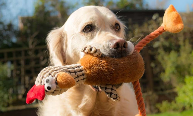 The Best Dog Toys, According to Our Pupies