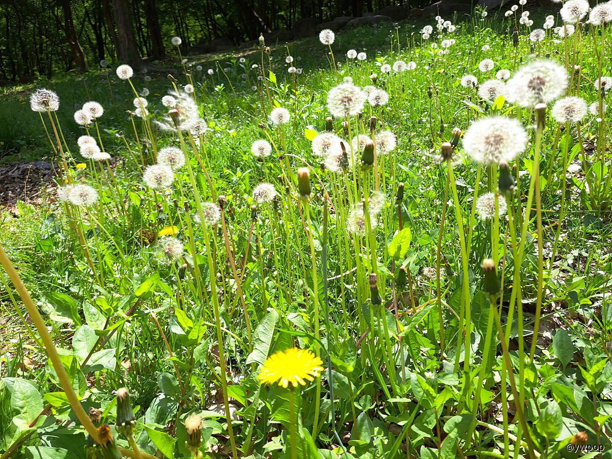 Taraxacum platycarpum 민들레