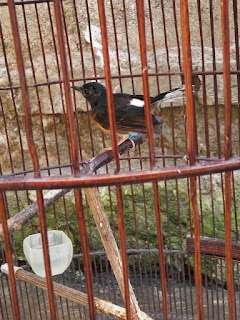 Jual Burung Murai Batu Murah Jogja