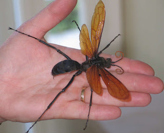 tarantula hawk