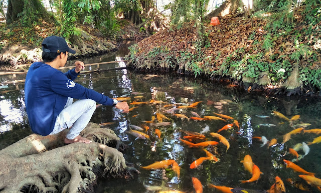 Lokasi Sumber Wuluh Wisata Sumber Yang Di Penuhi Ikan Mas