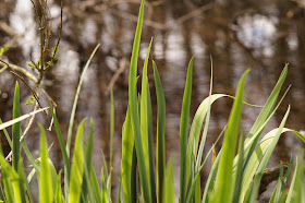 one fine day in Norfolk springtime