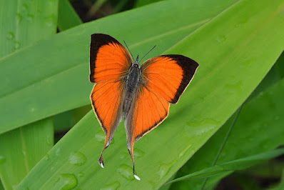 Loxura atymnus