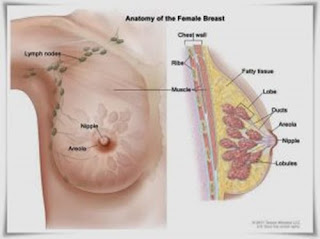kanker payudara wanita, ciri2 kanker payudara stadium 1, cara mengobati penyakit kanker payudara tanpa operasi, kanker payudara beserta gambarnya, kanker payudara adalah, tingkat kesembuhan kanker payudara stadium 3, cara menyembuhkan kanker payudara, pengobatan kanker payudara stadium 3, obat herbal untuk sakit kanker payudara, harapan hidup kanker payudara stadium 3, kanker payudara klikdokter, obat alami untuk mengobati kanker payudara, cara penyembuhan kanker payudara stadium 3, kanker payudara pada usia lanjut, pengobatan kanker payudara stadium awal, obat kanker payudara akut, kanker payudara usia, kanker payudara.org, obat alami untuk mencegah kanker payudara, kanker payudara her2, bebas dari kanker payudara stadium 4, obat cegah kanker payudara, herbal untuk penyakit kanker payudara, pengobatan penyakit kanker payudara secara alami, www.obat alami kanker payudara, prevalensi kanker payudara di indonesia, alat untuk pengobatan kanker payudara