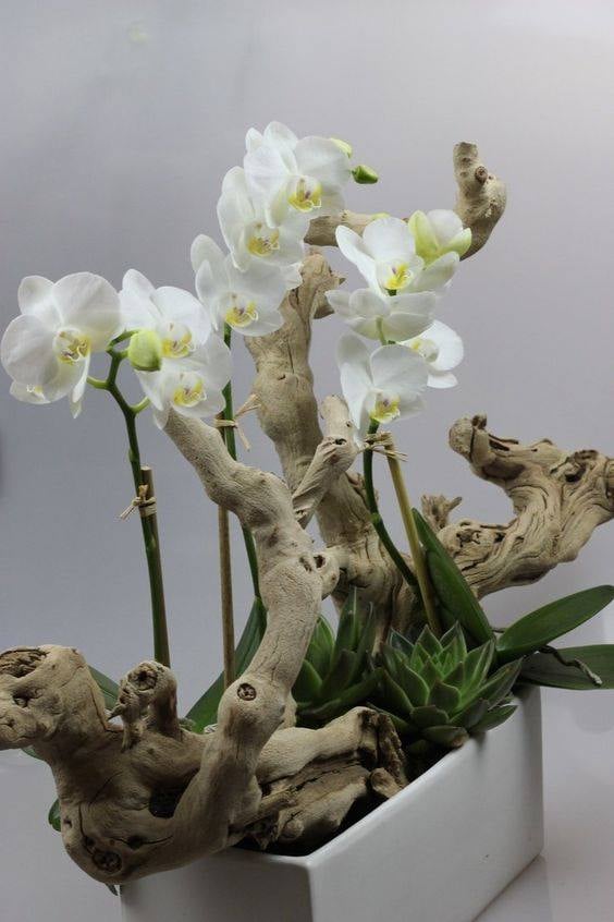 orchid flowers bunga  anggrek 