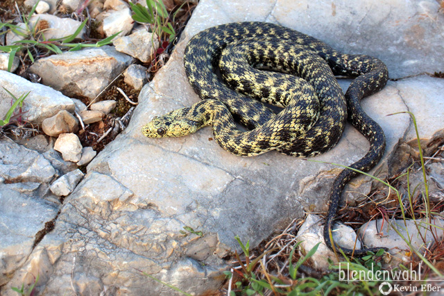 Würfelnatter - Natrix tessellata