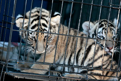 Bengal Tiger Cubs For Sale