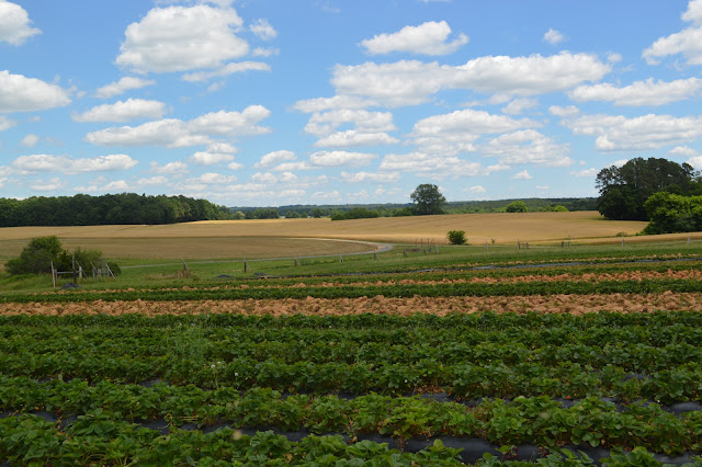 Picture of the strawberry farm and surrounding farms.