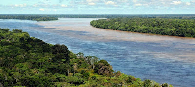 Trabalho publicado na Nature tem como um dos autores o professor Silvio Ferraz, do Departamento de Ciências Florestais da Esalq   Amazônia – Foto: Wikimedia Commons Esforços internacionais visando à conservação de espécies das florestas tropicais irão falhar se não levarem em consideração o controle da exploração madeireira ilegal, de incêndios florestais e da fragmentação de áreas remanescentes. Esta é a conclusão de um estudo inovador, que acaba de ser publicado na Nature, a principal revista científica internacional.  O estudo Anthropogenic disturbance can be as important as deforestation in driving tropical biodiversity loss (Perturbação antropogênica pode ser tão importante quanto o desmatamento na condução de perda de biodiversidade tropical) mediu o impacto geral das perturbações florestais mais comuns – o que inclui exploração madeireira, incêndios e fragmentação de florestas remanescentes – em 1.538 espécies de árvores, 460 de aves e 156 de besouros encontradas na Amazônia paraense.  Pela primeira vez, pesquisadores de 18 instituições internacionais, dentre as quais 11 brasileiras, foram capazes de comparar a perda de espécies causada por perturbações humanas com aquelas resultantes da perda de hábitat pelo desmatamento.   Amazônia – Foto: Wikimedia Commons E o resultado desafia a atual concepção das estratégias de conservação, na qual prevalece o foco no combate ao desflorestamento: os cientistas demonstraram que, para a floresta tropical, os efeitos das perturbações causadas por atividades humanas resultam em perda de biodiversidade tão ostensiva quanto a causada pelo desmatamento.  Uma das principais pesquisadoras do projeto, Joice Ferreira, da Embrapa Amazônia Oriental, diz: “Conseguimos oferecer evidências convincentes de que as iniciativas de conservação amazônica precisam considerar as perturbações florestais e o desmatamento. Sem ações urgentes, a expansão da exploração ilegal de madeira e a ocorrência cada vez maior de incêndios causados pelo homem irão resultar em áreas de florestas tropicais cada vez mais degradadas, conservando apenas uma pequena fração da exuberante diversidade que já abrigaram.”  Quando analisado em conjunto, o efeito das atividades humanas resultantes em perturbações florestais no Pará é equivalente a uma perda adicional de mais de 139.000 quilômetros quadrados (km2) de floresta pristina (sem intervenção humana) e correspondente a todo o desmatamento no Estado desde 1988, ano que inaugurou o monitoramento oficial.  O pesquisador sênior do projeto, Toby Gardner, do Instituto Ambiental de Estocolmo (SEI), destaca: “As florestas tropicais são um dos mais valiosos tesouros biológicos do planeta. Ao focar exclusivamente as extensões de floresta remanescentes, sem levar em conta o estado de saúde dessas áreas, as atuais iniciativas de conservação estão colocando em perigo tal riqueza”.  Espécies raras são as mais ameaçadas   Foto: Wikimedia Commons Os cientistas também descobriram que espécies sob o risco máximo de extinção foram as mais atingidas pelas perturbações causadas por atividade humana.  Ima Vieira, pesquisadora sênior do Museu Paraense Emílio Goeldi e uma das colaboradoras do projeto, diz: “O estado do Pará abriga mais de 10% das espécies de aves do planeta, muitas das quais endêmicas. Nossos estudos demonstram que são justamente estas espécies as que estão sofrendo o maior impacto da ação antrópica, pois elas não sobrevivem em ambientes com estes níveis de perturbação”.  É preciso ir além do combate ao desmatamento  Enquanto a redução do desmatamento é acertadamente o principal foco da maioria das estratégias de conservação em nações tropicais, a condição das florestas remanescentes não costuma ser avaliada ou mesmo controlada por políticas públicas.  “Ações imediatas são necessárias para combater as perturbações florestais em nações tropicais”, explica Silvio Ferraz, professor do Departamento de Ciências Florestais da Escola Superior de Agricultura Luiz de Queiroz (Esalq) da USP. “No caso do Brasil, a situação é ainda mais crítica, já que 40% dos remanescentes de florestas tropicais da Terra se encontram aqui”, completa o pesquisador, que integrou a equipe do estudo. Ainda que donos de terras na Amazônia brasileira sejam obrigados por lei a manter 80% da cobertura primária em suas propriedades, a nova pesquisa demonstra que, em paisagens nas quais a lei é cumprida, a metade do valor potencial de conservação já pode ter sido perdida.  “Estes resultados devem servir de alerta para a comunidade global”, afirma Jos Barlow, o principal autor do estudo. “O Brasil demonstrou uma liderança sem precedentes no combate ao desmatamento na última década. O mesmo nível de liderança é necessário agora para proteger a saúde das florestas restantes nos trópicos. Do contrário, décadas de esforço de conservação terão sido em vão.”   Foto: Wikimedia Commons  Infelizmente, a rica biodiversidade do Brasil está mais uma vez ameaçada por novas tentativas de mudanças no Código Florestal. Luiz Aragão, do Instituto Nacional de Pesquisas Espaciais, também integrou a equipe do estudo e destaca: “O Senado brasileiro está propondo uma nova lei que vai permitir aos produtores se valerem de florestas plantadas, como as monoculturas de eucalipto, para atingir a meta legal de cobertura florestal. Propostas como esta, que ignoram as condições das florestas em questão, podem acelerar a perda de biodiversidade tropical”. O estudo publicado é fruto da Rede Amazônia Sustentável (RAS), um consórcio de instituições brasileiras e estrangeiras, coordenado pela Embrapa Amazônia Oriental, Museu Paraense Emílio Goeldi, Universidade de Lancaster (Reino Unido) e Instituto Ambiental de Estocolmo (Suécia). A RAS é também parte do INCT Biodiversidade e Uso da Terra na Amazônia.  Fonte: Jornal USP