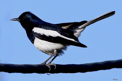 "Oriental Magpie-Robin - Copsychus saularis,perched on a sable, as can be seen the male has black upperparts, head and throat apart from a white shoulder patch."