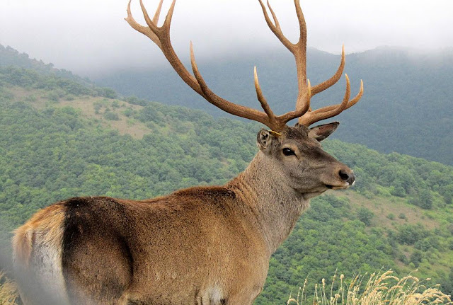 Red Deer