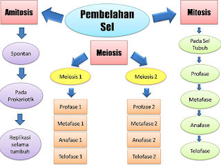 Persamaan dan Perbedaan Mitosis dan Meiosis Persamaan dan Perbedaan Mitosis dan Meiosis