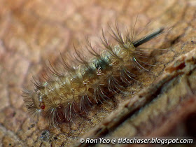 Bristle Millipede (Order Polyxenida)