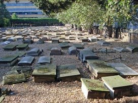 Novo Beth Chaim cemetery