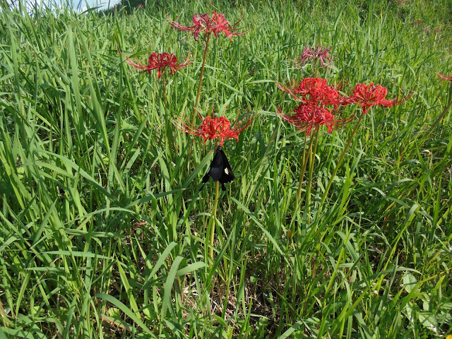 クロアゲハが彼岸花の蜜を吸っています