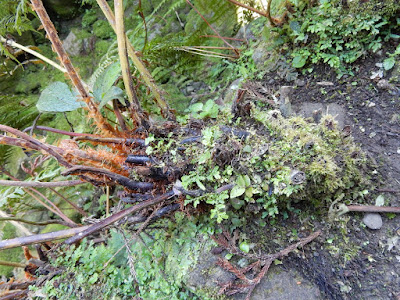 頂芽狗脊蕨的根莖及葉柄