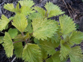Nettle Good As Gold