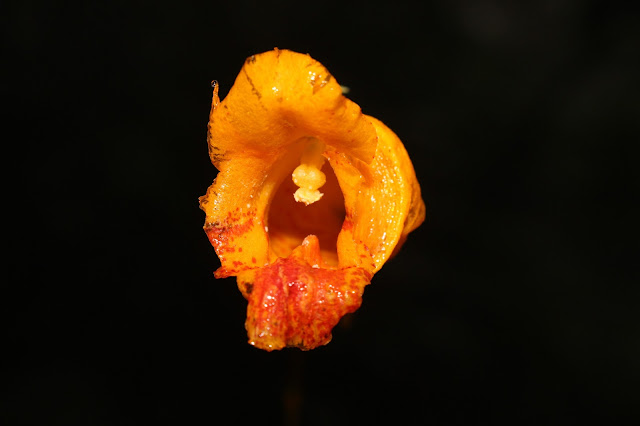 Impatiens balansae