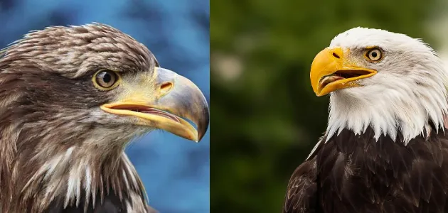 Golden eagle vs Bald eagle