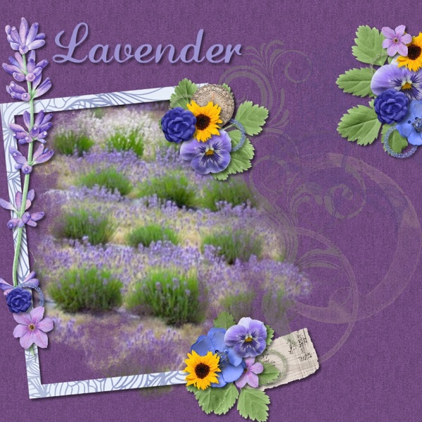 https://www.mymemories.com/store/product_search?term=provence+lavender+(adbd)