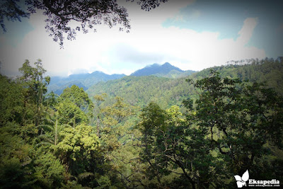 Panorama Rumah Pohon Batang