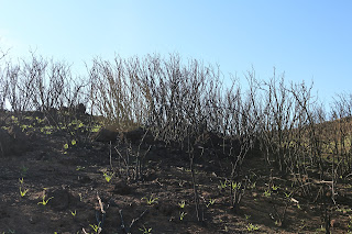 Blackened burned shrubs branches in contrast with blue sky.