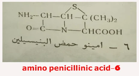 6-amino penicillinic acid