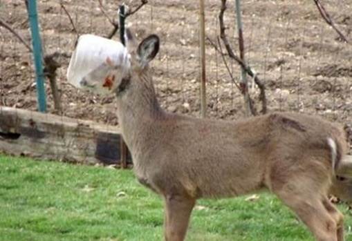 Stupid Animals