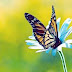 Flowers butterfly natural beauty desktop wallpapers.