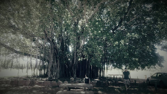 Mataranka | Banyan Tree