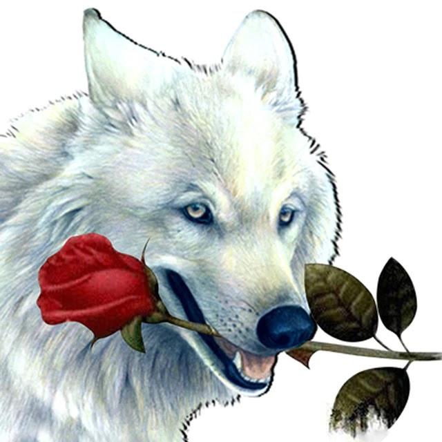 wolf in love(Pengenalan)