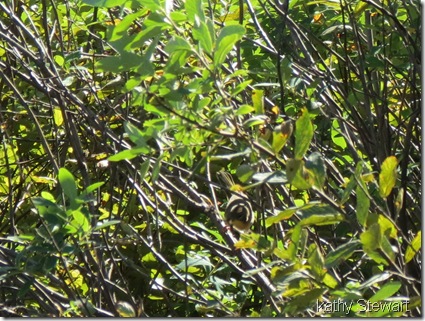 Common Yellowthroat